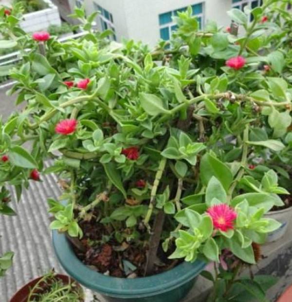 Flowers and plants