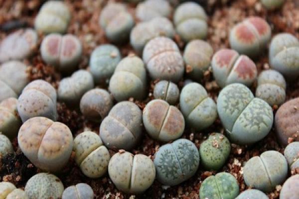 Raw Stone Flower