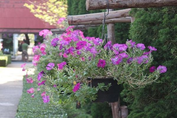 Petunia hybrida