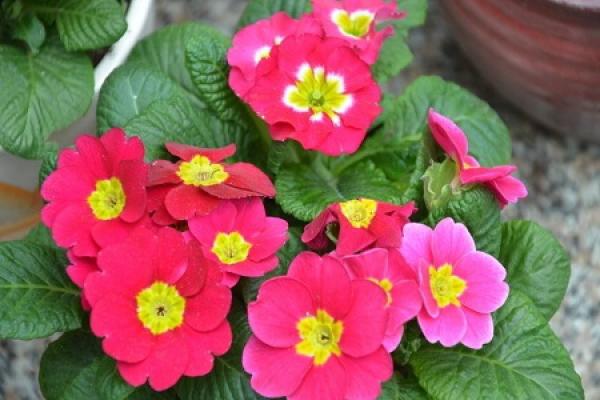 Primula
