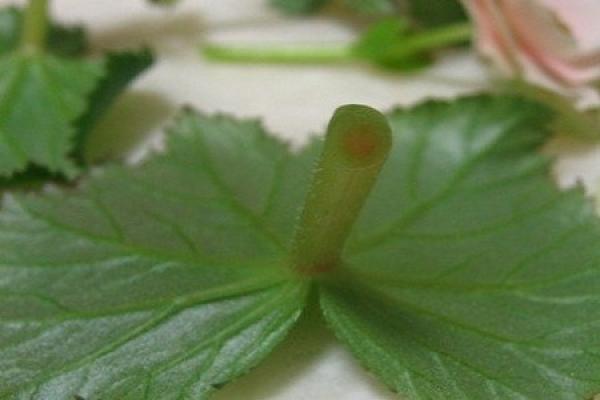 liger crabapple cutting