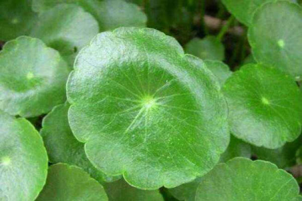 Herba Lysimachiae Christinae