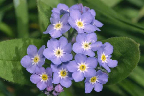 forget me not.