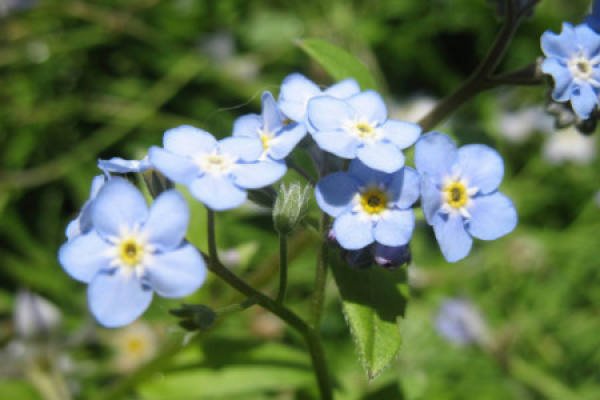 forget me not.
