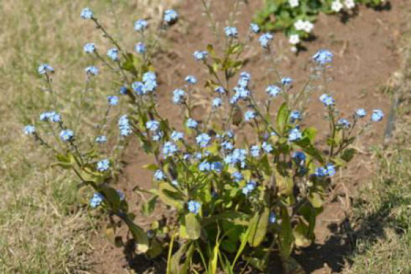 Forget-me-not
