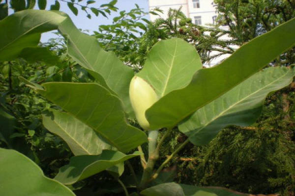 Magnolia denudata Magnolia denudata