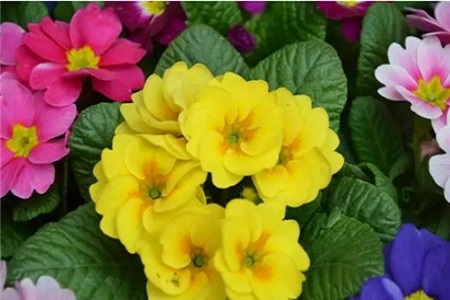Primula