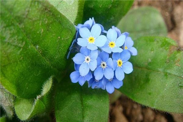 Forget-me-not