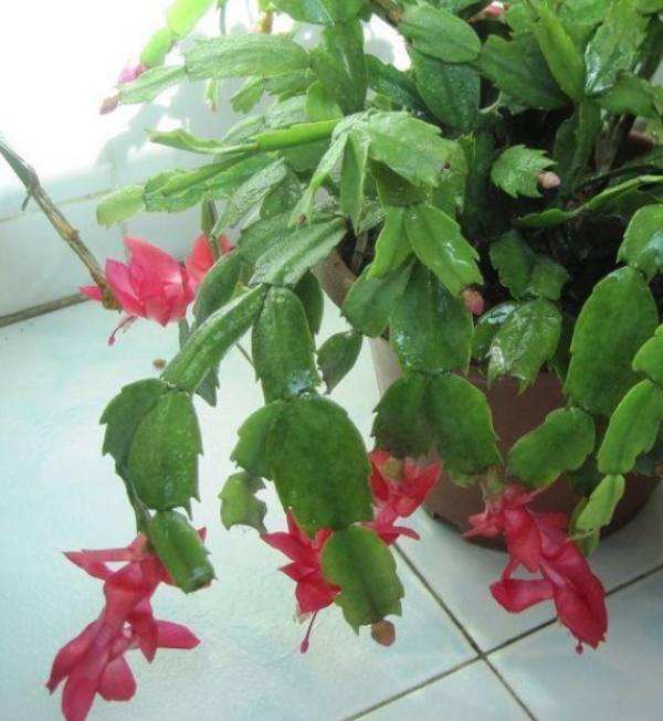 Zygocactus japonicus