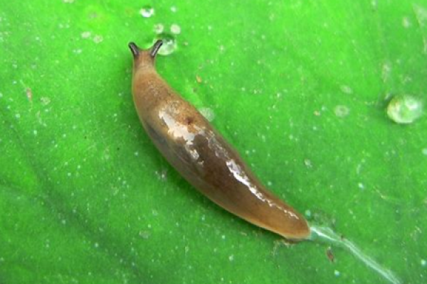 Mimosa pest