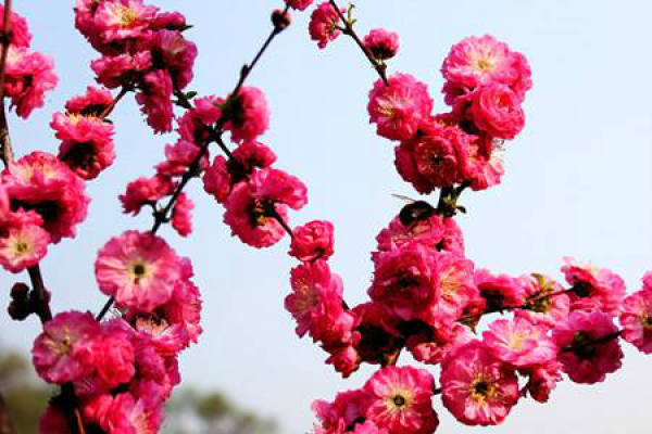 Prunus triloba