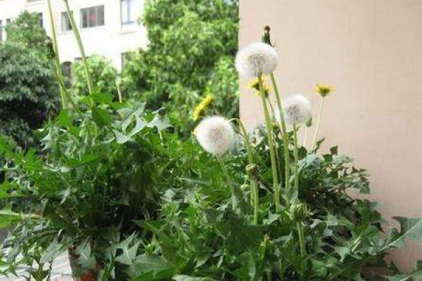 Dandelion