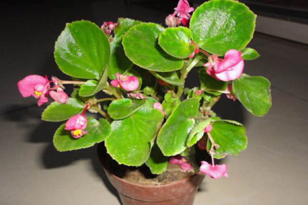 Begonia semperflorens