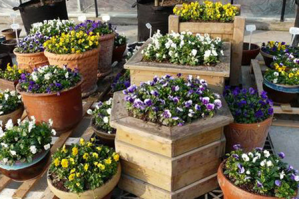 Pansy