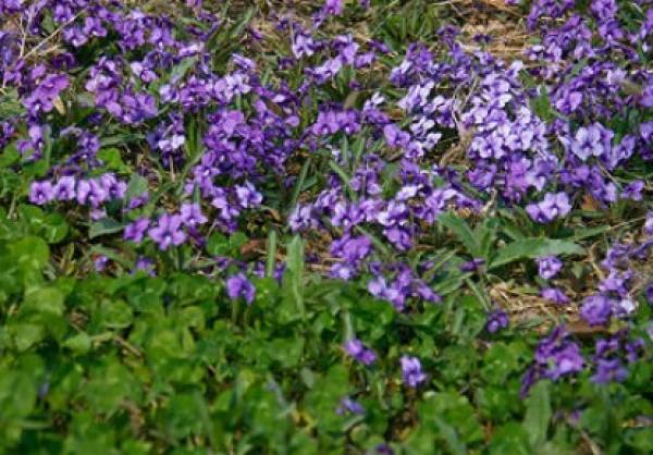 purple flower