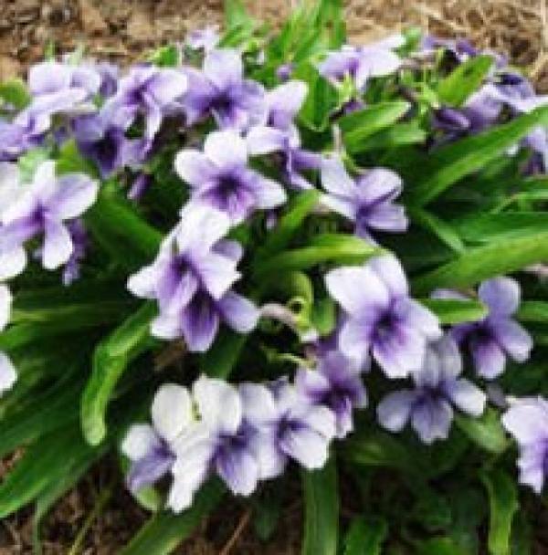 Viola yedoensis