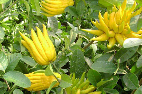 Bergamot