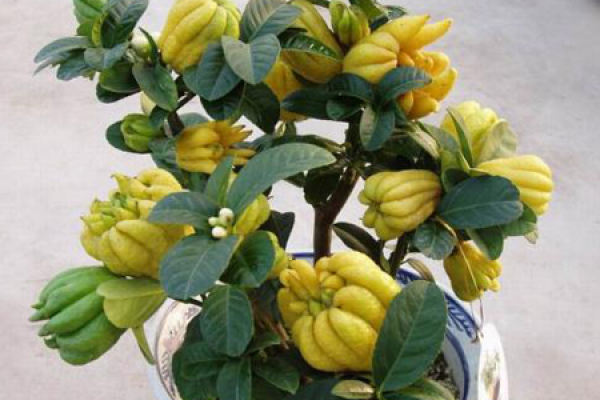 Bergamot