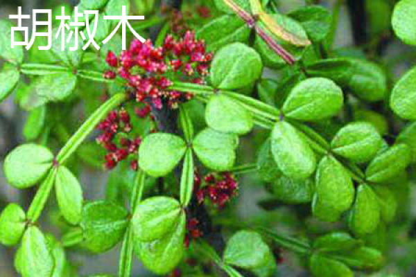 pepper