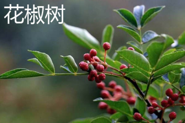 Zanthoxylum bungeanum