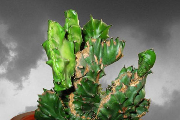 jade Unicorn