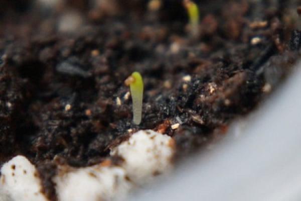 Germinated stone flower