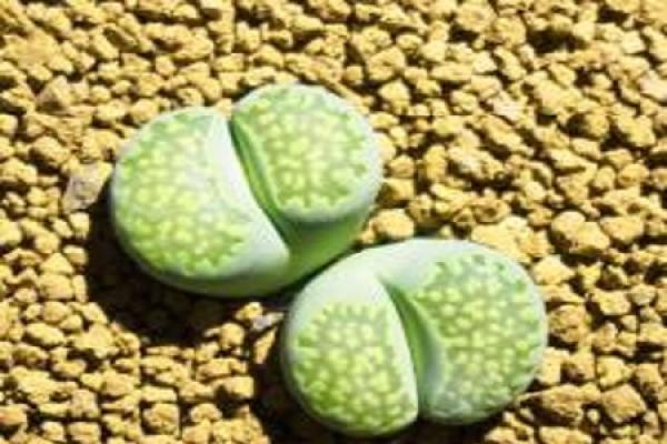 stone flower