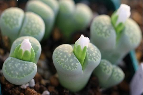 stone flower