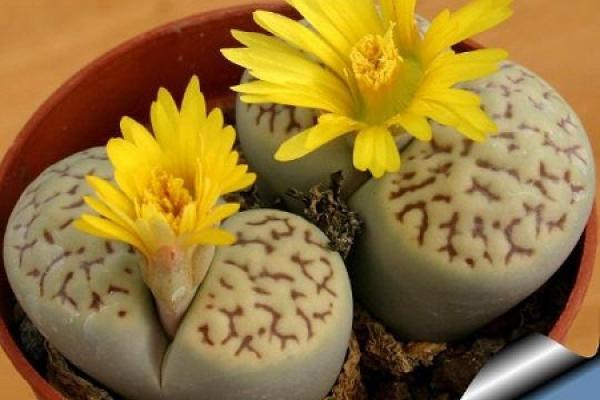 Raw Stone Flower