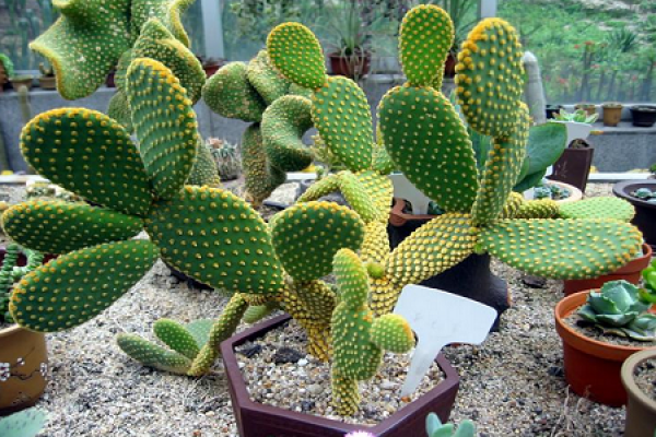 Cactus