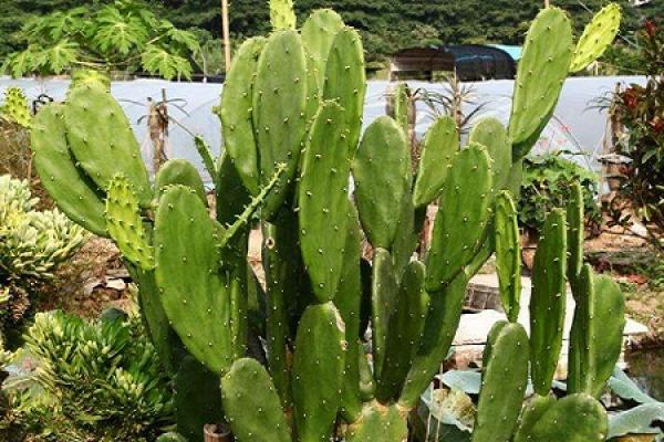 Cactus