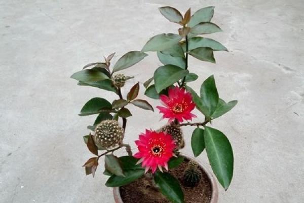Leaf cactus