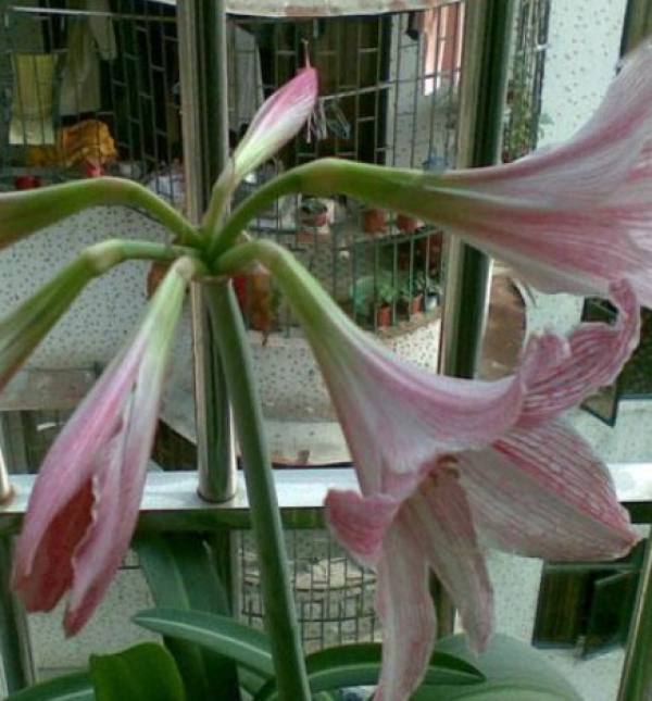 Red Lotus
