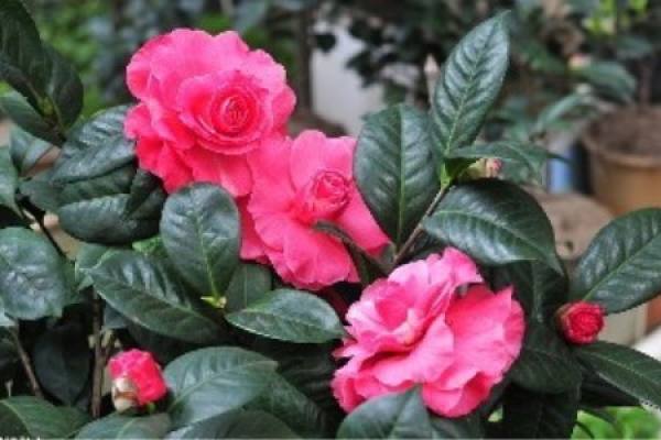 Camellia Camellia