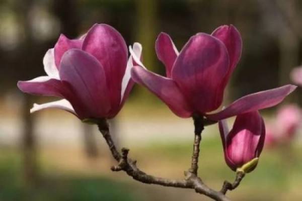 Magnolia