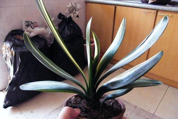 Clivia miniata