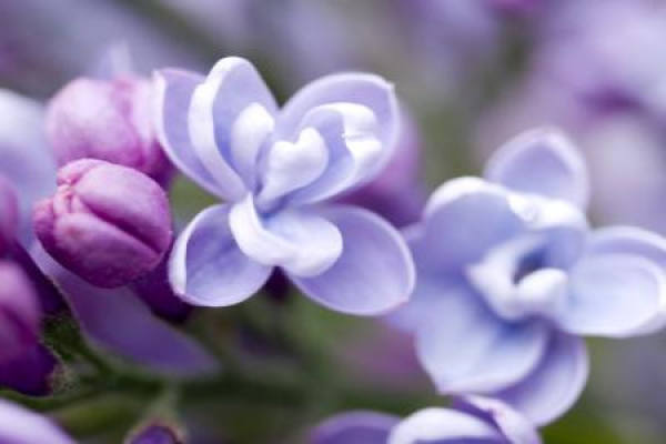 lilac