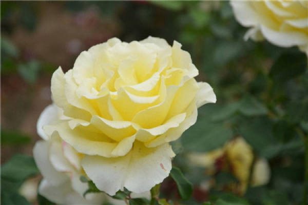 rose