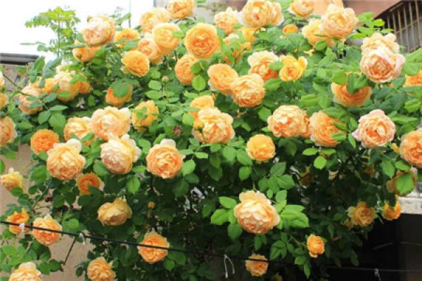 Little Rose