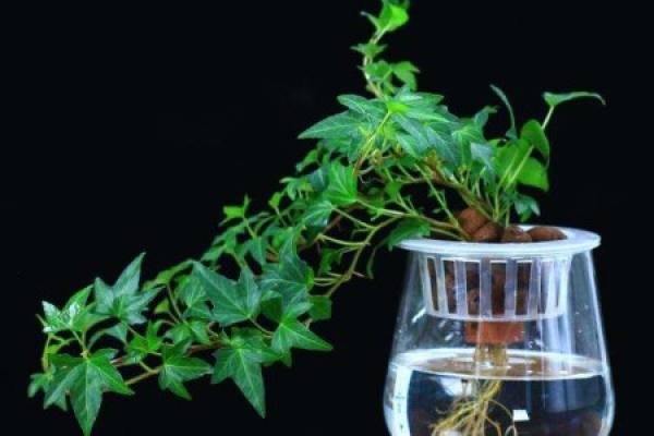 Hydroponic ivy