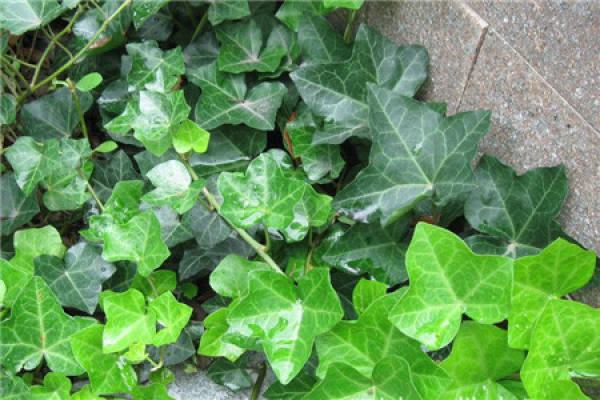 Ivy