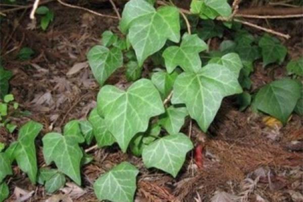 Japanese ivy