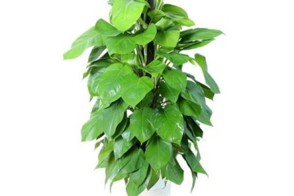 Scindapsus macrophylla