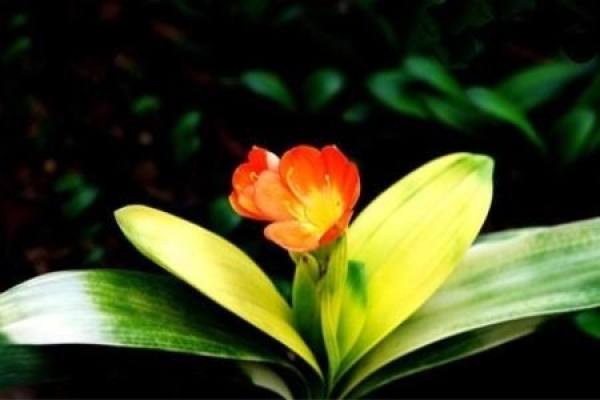 Clivia mirabilis