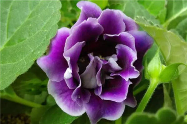 Sinningia speciosa