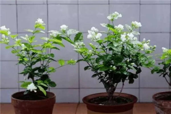 Jasmine