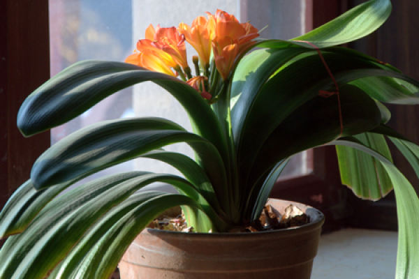 How to make Clivia take root - The Plant Aide