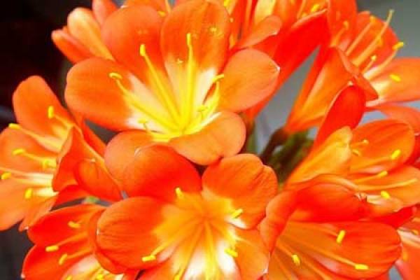 Clivia miniata