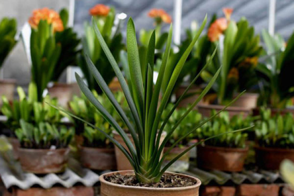 Clivia brevifolia
