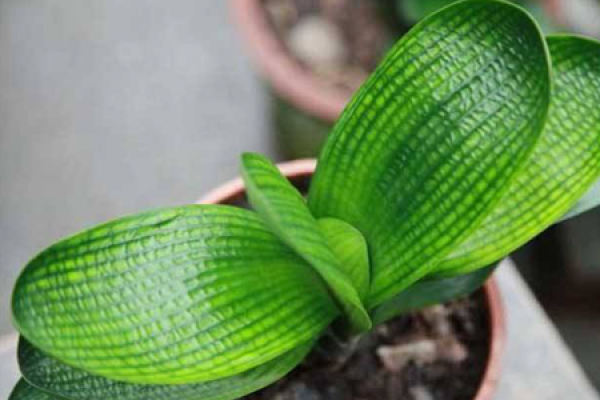 Clivia brevifolia